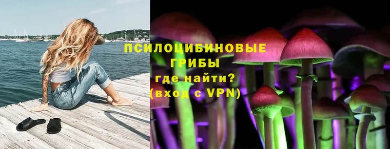 Галлюциногенные грибы Psilocybine cubensis  Азнакаево 
